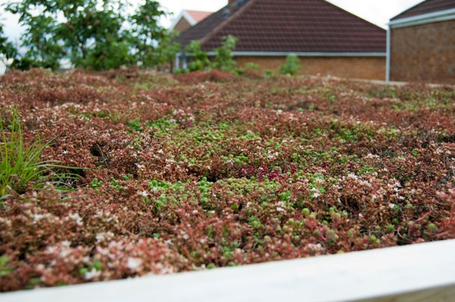 groendak-duurzaam Groendak duurzaam
