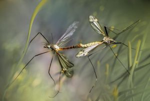 natuurlijk middel tegen muggen