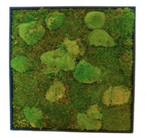 Mospaneel Groen
