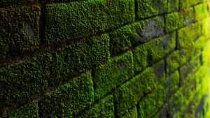 Groene aanslag