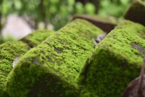 Groene aanslag