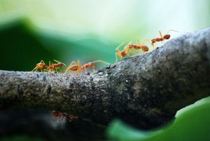 Mieren die in kolonie over een tak lopen, mieren in de natuur
