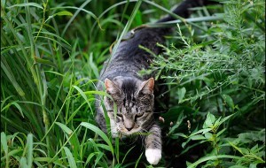 Katten overlast