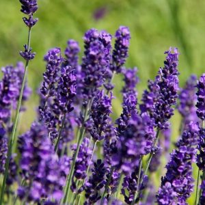 Lavendel