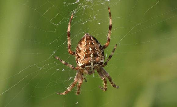 spinnen rondom huis bestrijden duurzame en milieuvriendelijke tips