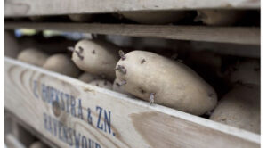 Aardappels zonder gentech