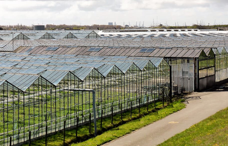Horticulture agriculture greenhouses vegetables