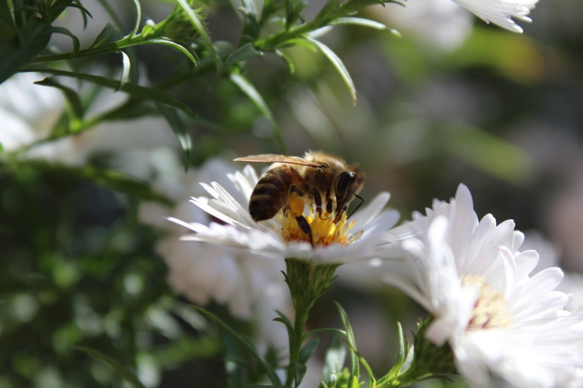 insectensterfte wat jij kunt doen
