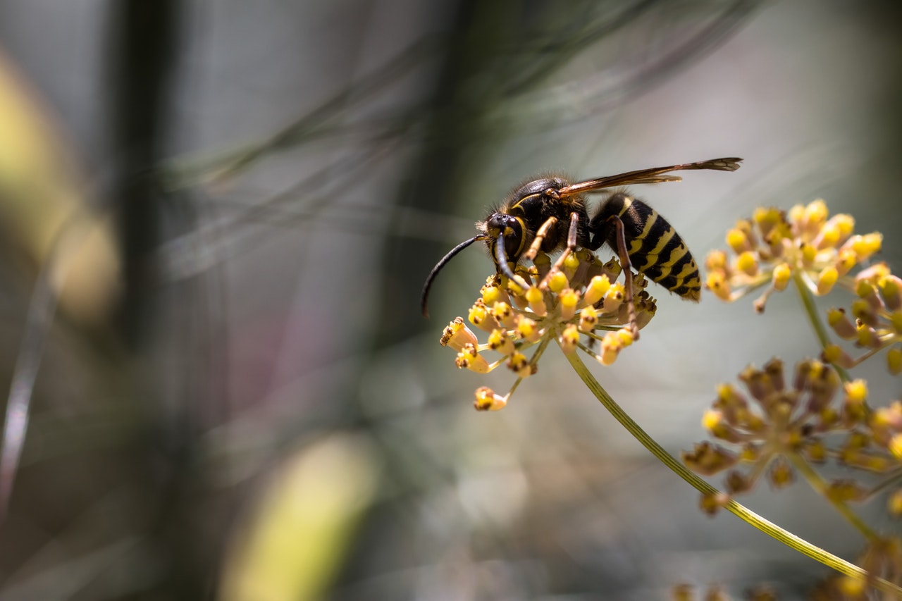 wespennest verwijderen