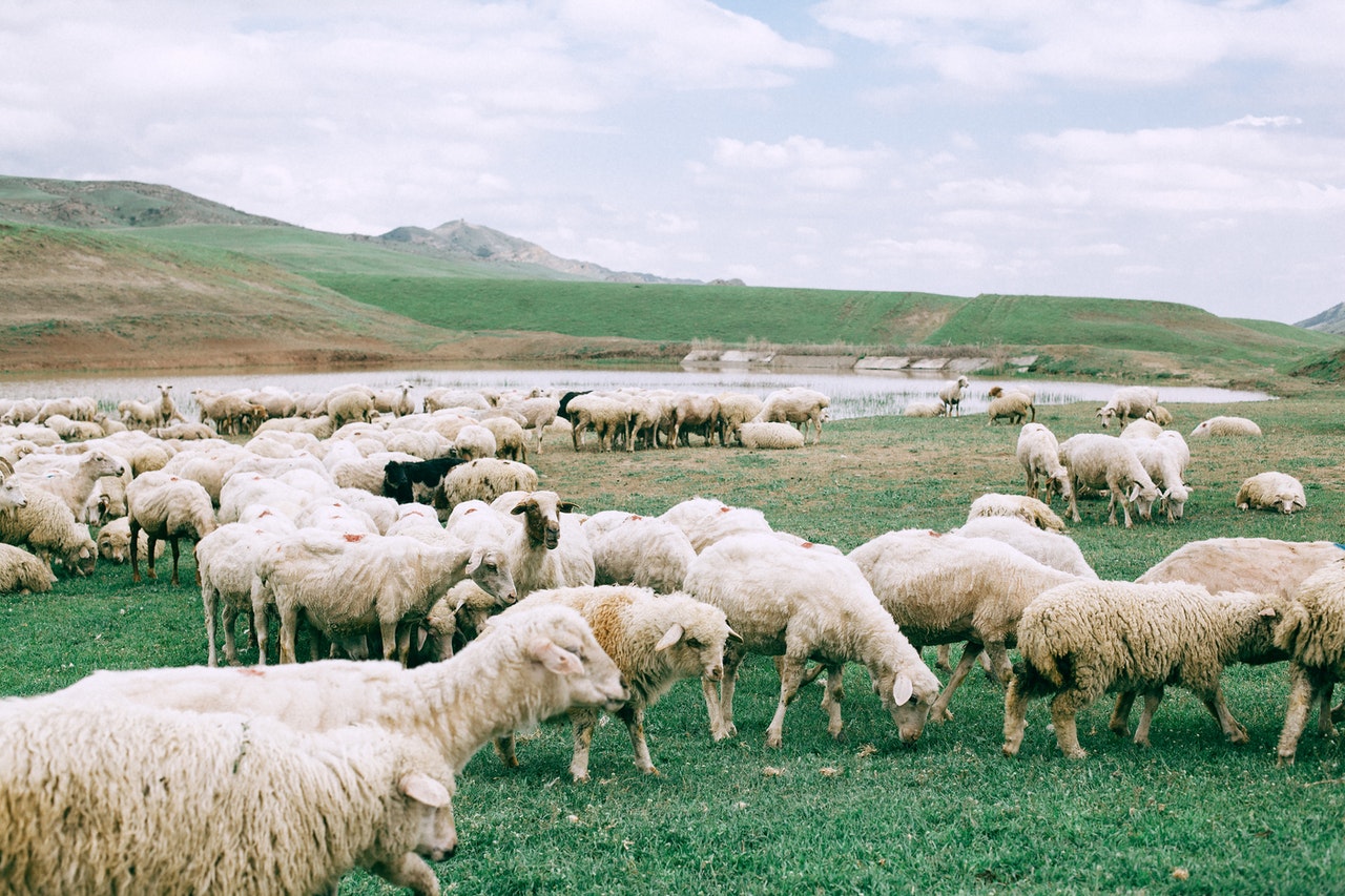 schapenwol isolatie