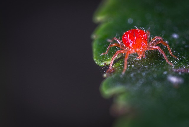 bestrijding insecten