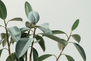 witte vliegen bestrijden Pexels scott webb