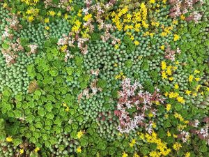 Dakvergroeners sedum