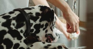Hond wassen