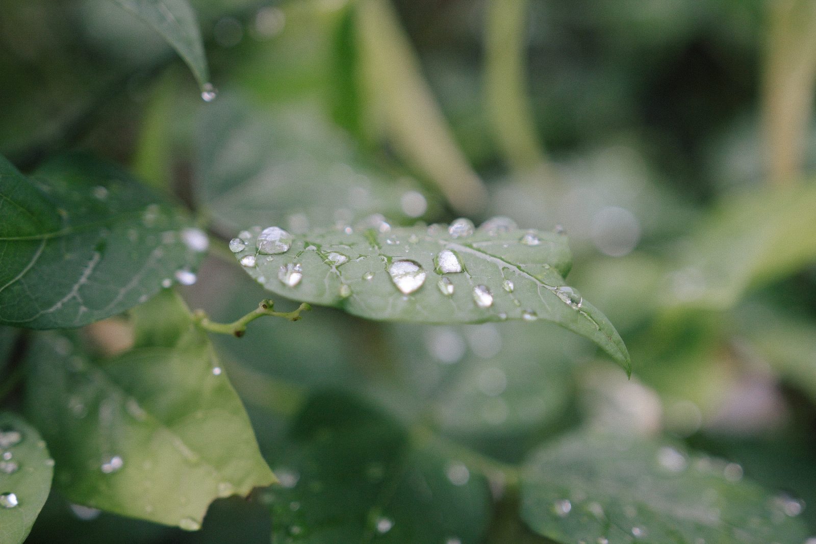 Regen tuin