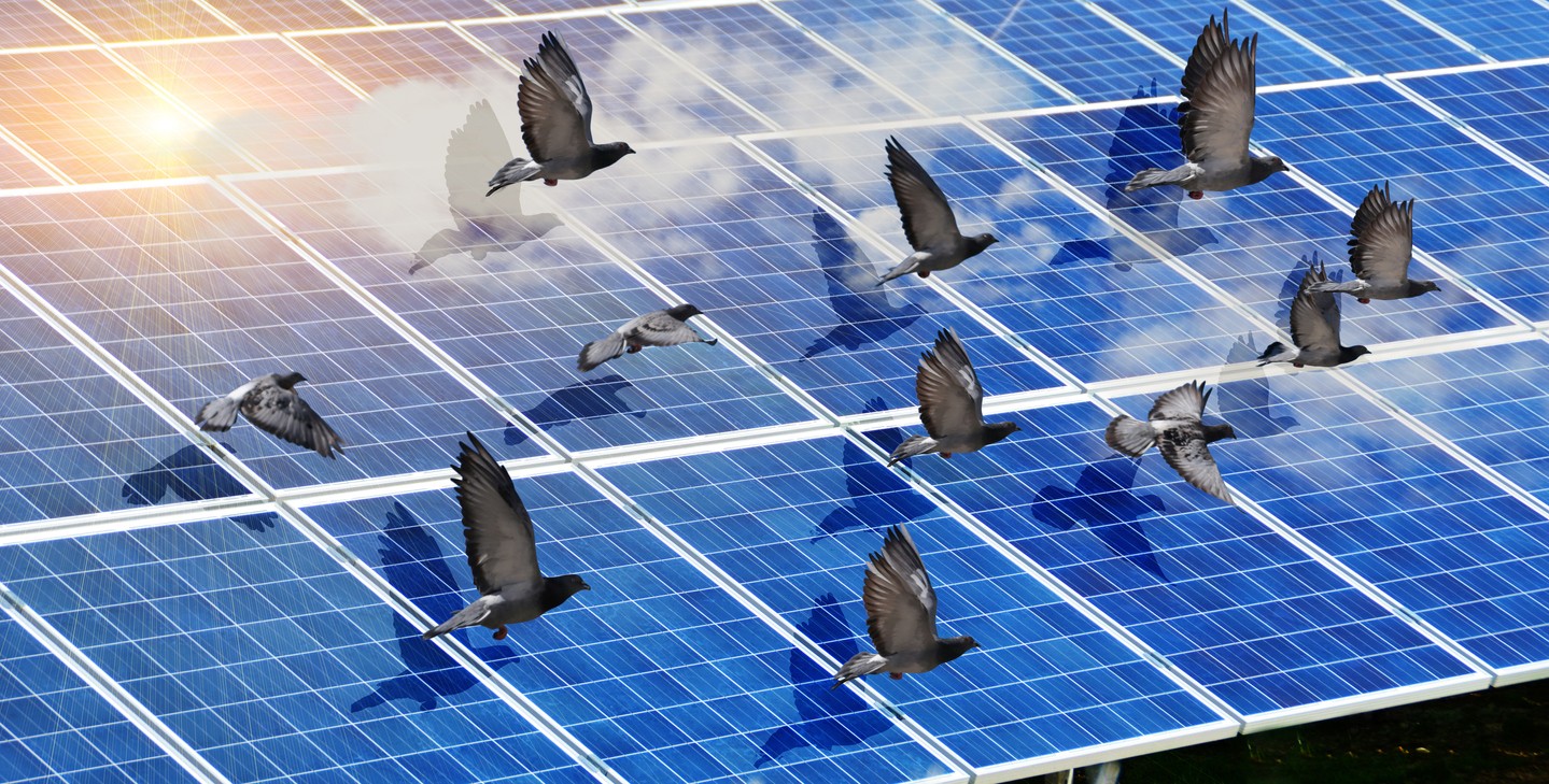 Solar Panels Birds Electricity Photovoltaic Park Sky Clouds Spring Season