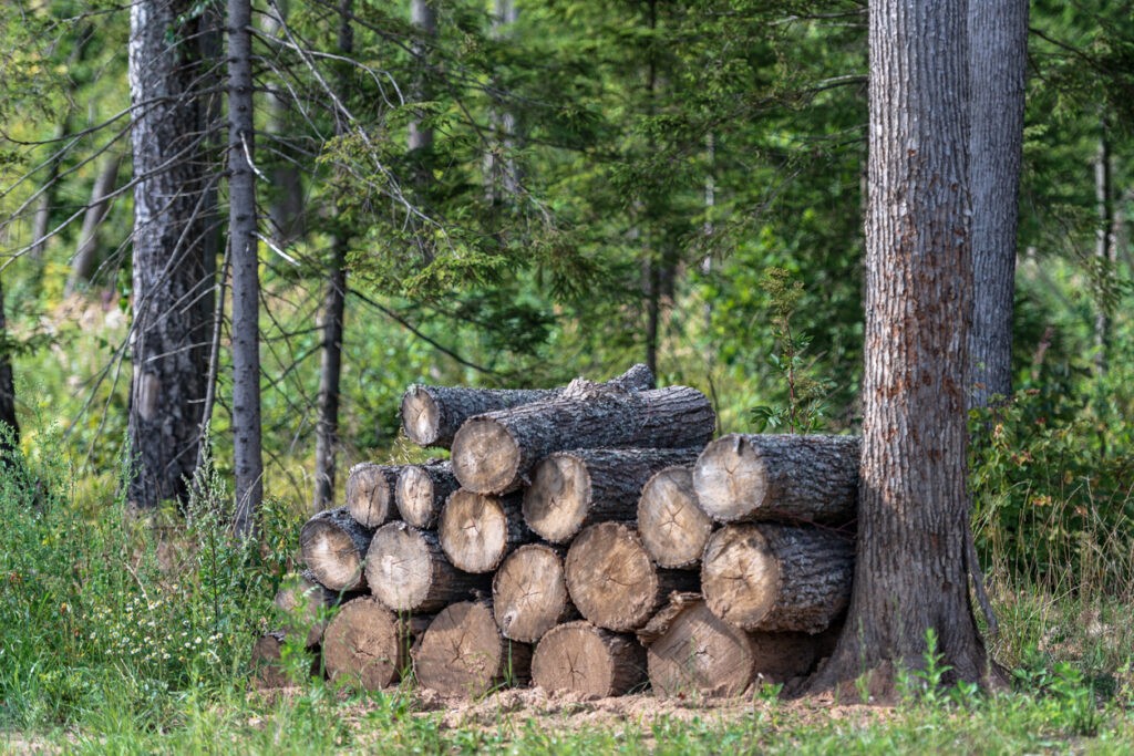 Woodpile.